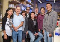 Salk Institute -- Evans lab -- Tregs, Salk Institute 