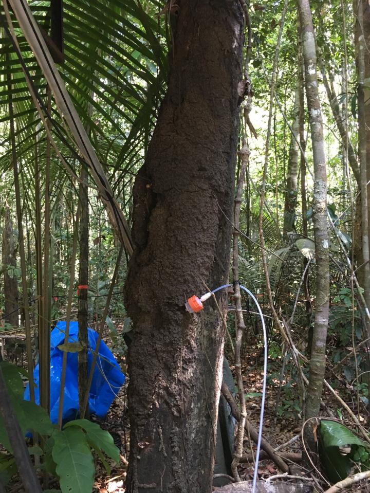 Termites as a possible emission source of alpha-pinene