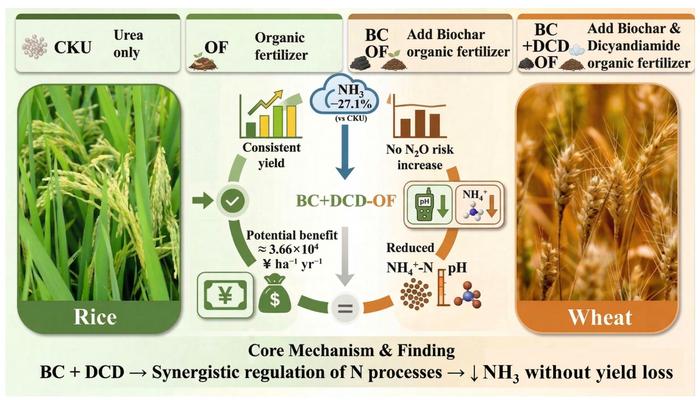 Ammonia mitigation and economic gains from dicyandiamide and biochar-amended organic fertilizer: a 2-year rice-wheat rotation study
