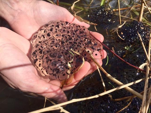 Wood Frog Embryos