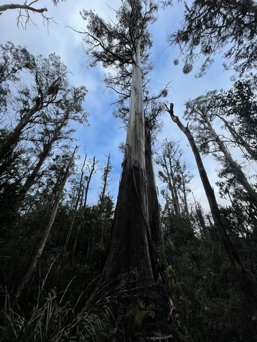 Heat-stressed Mountain Ash forest