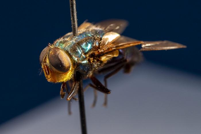 New World screwworm fly