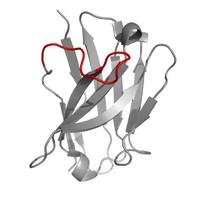 Antibody