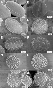 Smooth pollen from buckwheat (A) and red maple (B), and spiny pollen from plants in the sunflower family (C-J).