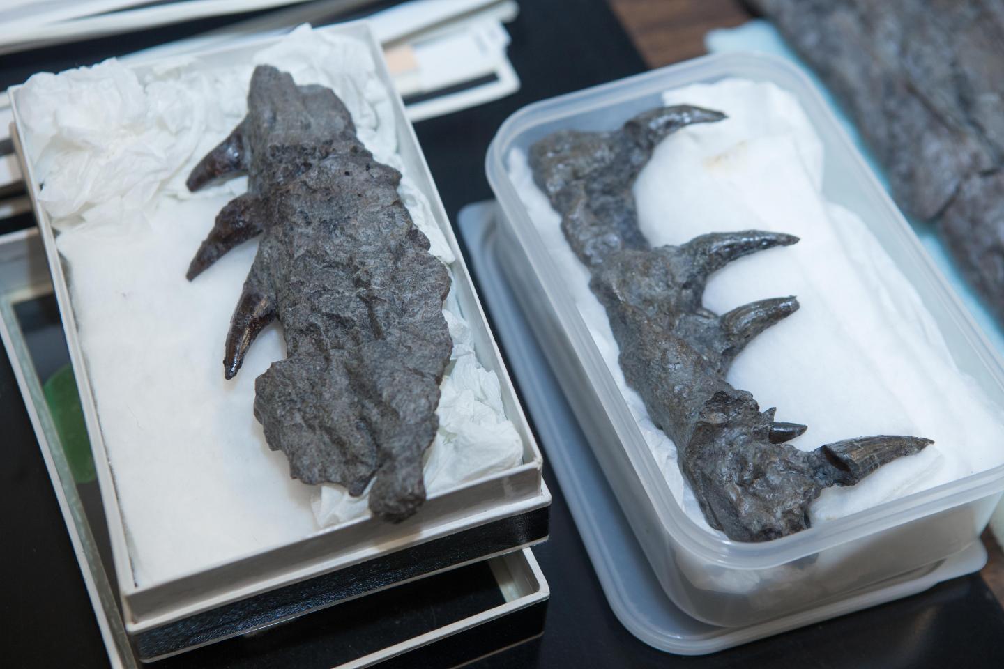 Mosasaur (2 of 2)