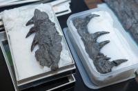 Mosasaur (2 of 2)