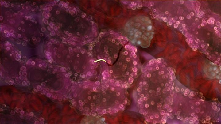 Malaria Parasites Infecting Liver Cells