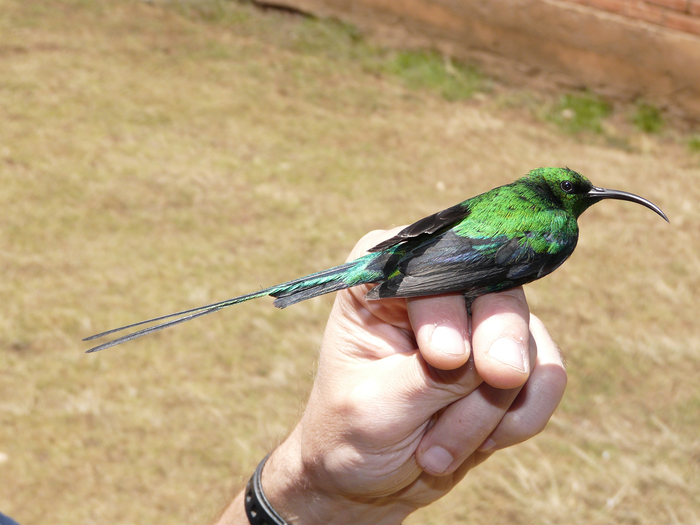 Sunbird