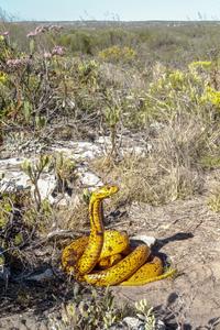 Yellow Cape cobra