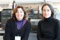 Senior Researchers