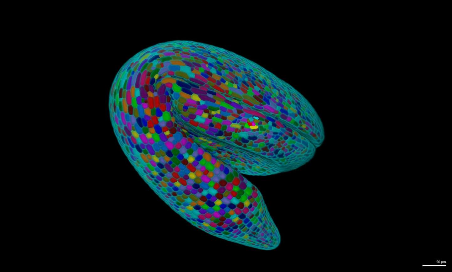 Arabidopsis embryo
