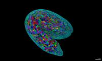 Arabidopsis embryo