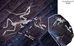 Lucky II: Another hatchling pterosaur with a similar injury