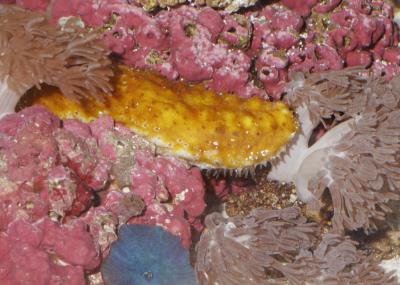 Sea-Cucumber Skin Inspires New Material (1 of 4)
