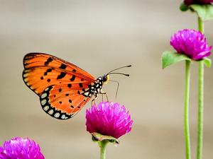 Tawny coster
