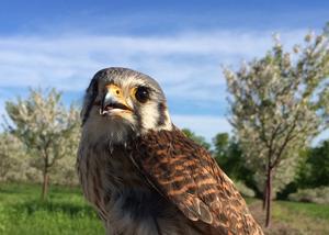 Female kestrel