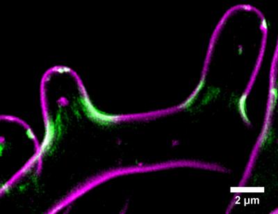 The Filamentous Fungus <em>Ashbya gossypii</em>
