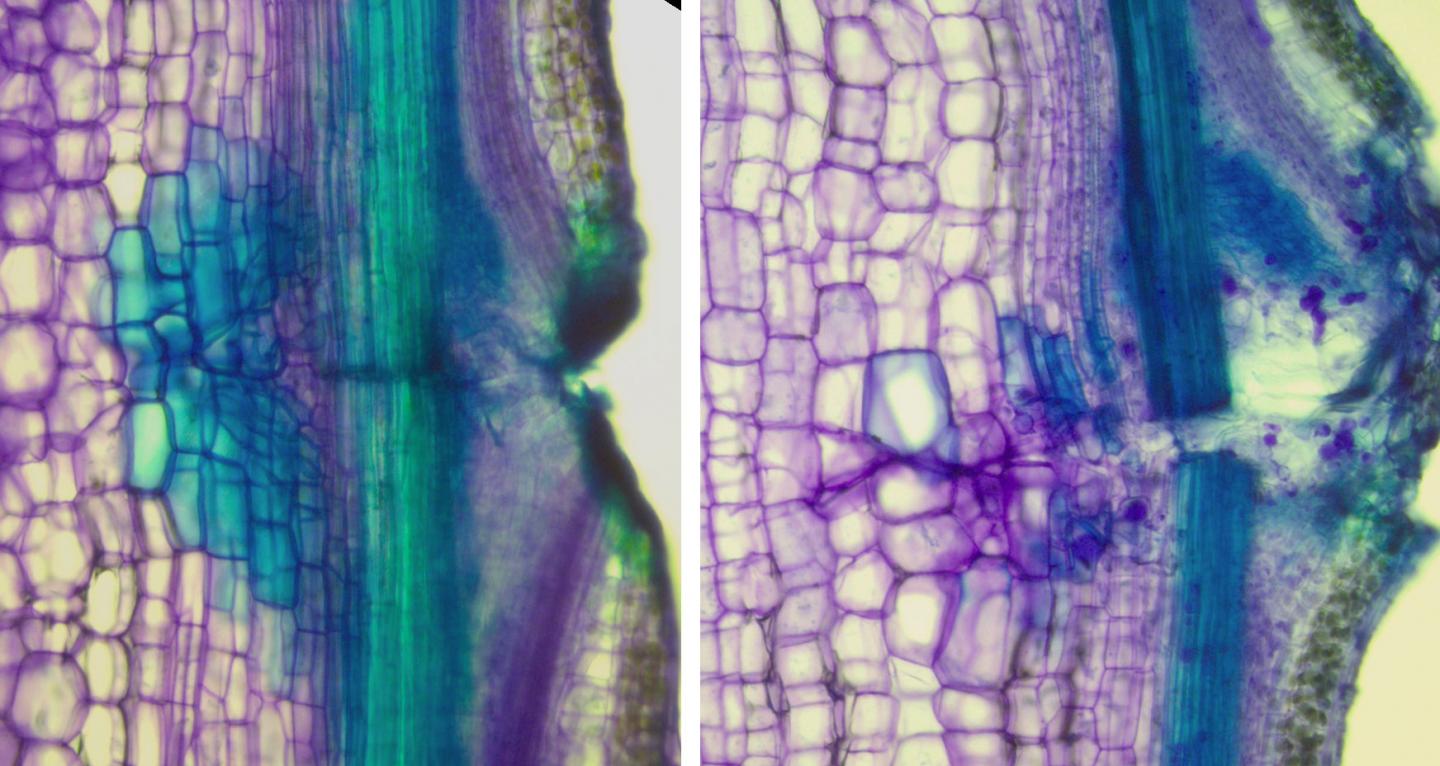 Defective Regeneration of Wounded Vasculature
