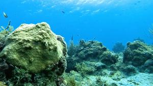 Cleaning goby at work in coral reef