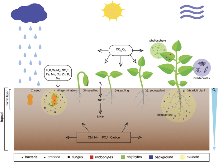 Factors affecting plant, microbiome, and soil health