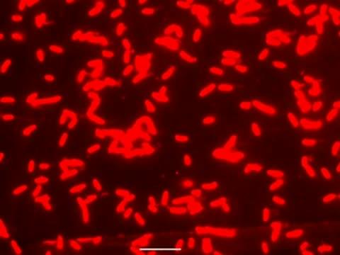 Nanowires