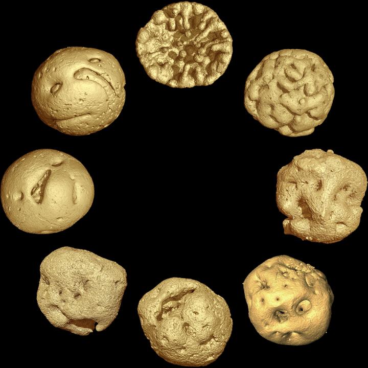 Proposed Life Cycle of Caveasphaera
