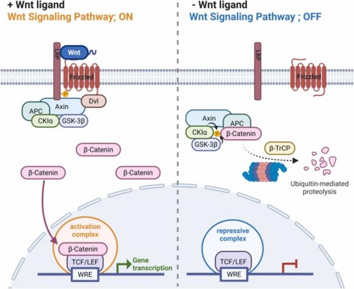 Diagram of the canonical Wnt signaling pathway.