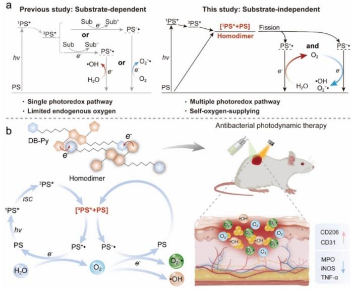 Figure | Substrate-free generation of photosensitizer radical-ion pairs via noncovalent homodimer fission for hypoxia-tolerant photodynamic therapy