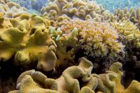 Horseshoe Reef