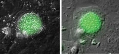 Hijacking Host-Cell Proteins