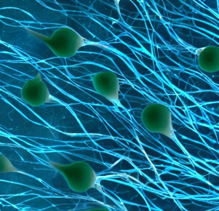 Migración neuronal