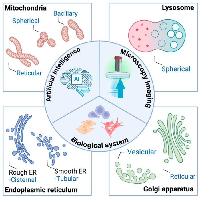 Figure 1. Artificial intelligence-integrated microscopy imaging for subcellular analysis.