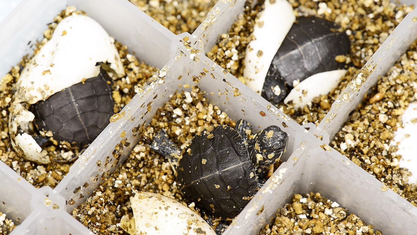 Painted Turtles