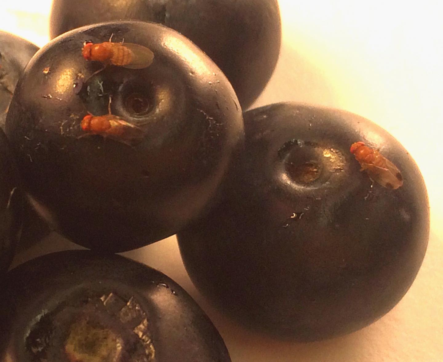 Spotted Wing <i>Drosophila</i> on Blueberries