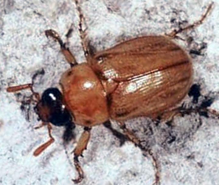 Adult Masked Chafer