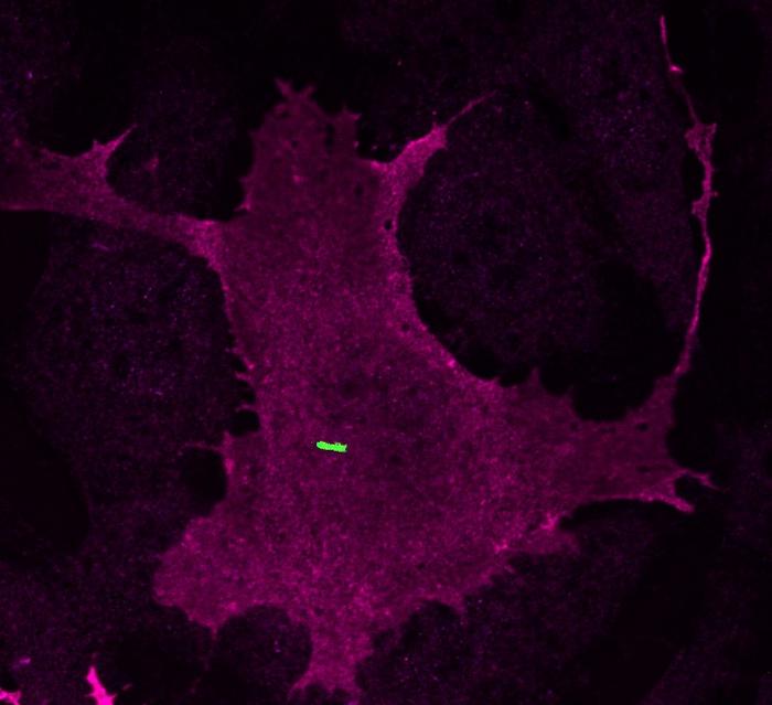 Cilium