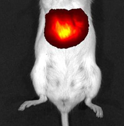 Liver Cells in Mouse