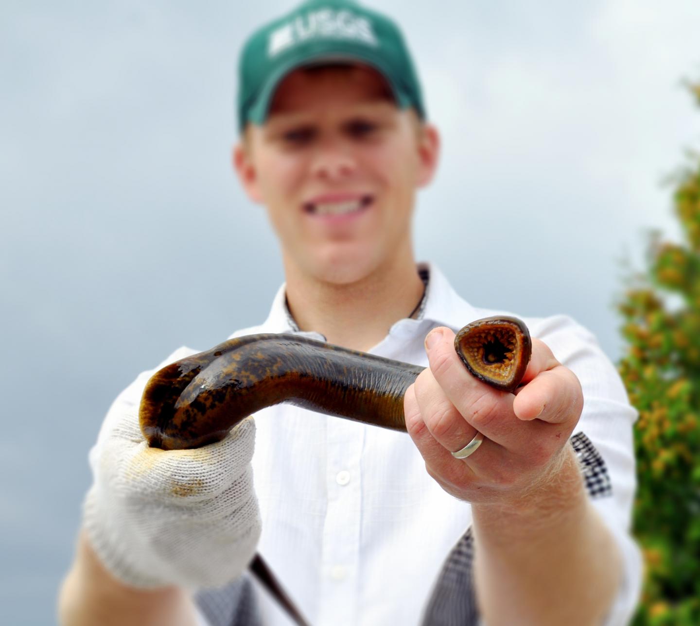 Sea Lamprey
