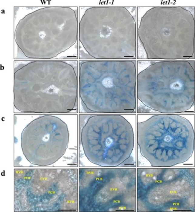 OsIET1 knockout leads to improper iron accumulation in nodes