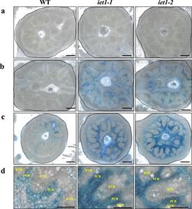 OsIET1 knockout leads to improper iron accumulation in nodes