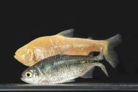 Astyanax Mexicanus