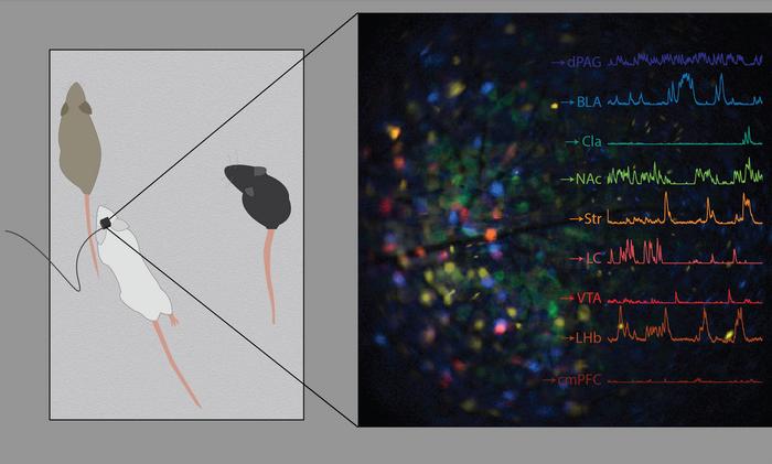 Neuroplex links neural activity to cell type specificity in behaving animals