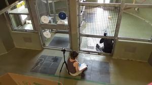 Experiment video: Bonobos can mentally track multiple members of their social circle