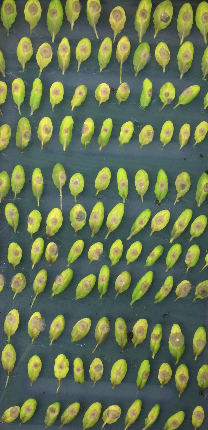 Infected Leaves