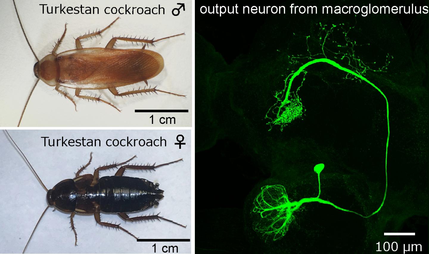 Turkestan Cockroaches