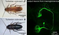 Turkestan Cockroaches