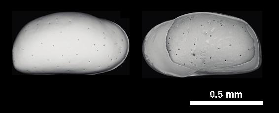 Calcitic Shells Of Deep-Sea Ostracod Genus Krithe