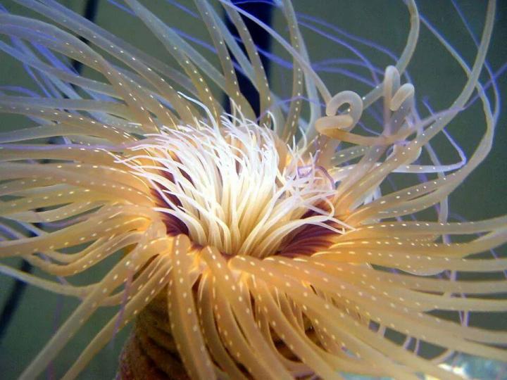 Anemones not so Simple after All (1 of 2)