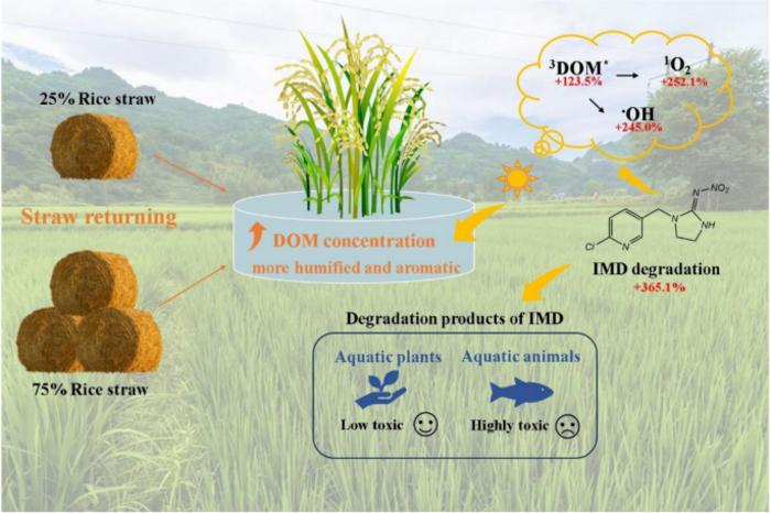 Effects of straw returning on photochemical process and imidacloprid degradation in paddy water through a field experiment