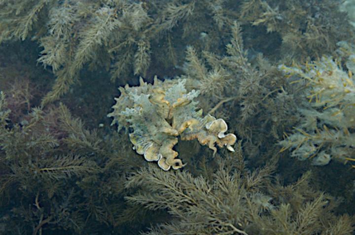 Giant Australian Cuttlefish Expressing Papillae